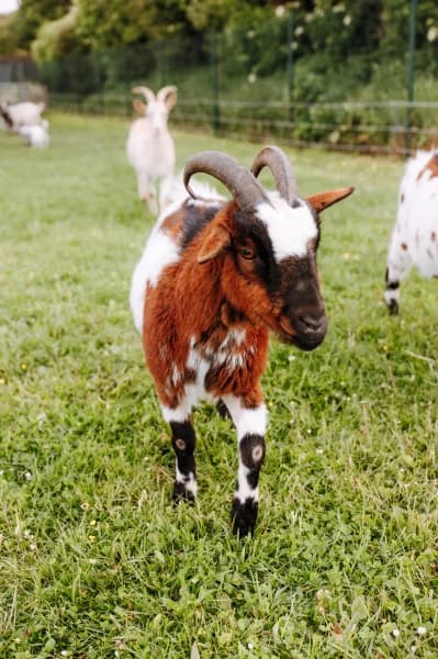 SB, male 6yo Mixed Breed for adoption at Animal Sans Toit, Faimes