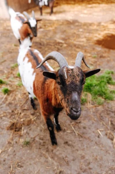 SB, male 6yo Mixed Breed for adoption at Animal Sans Toit, Faimes