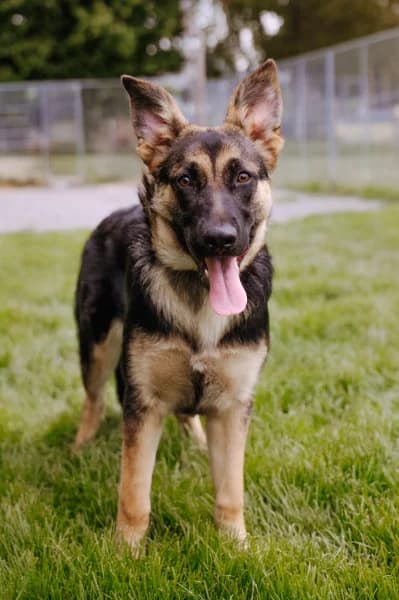 SB, female puppy German Shepherd for adoption at Animal Sans Toit, Faimes