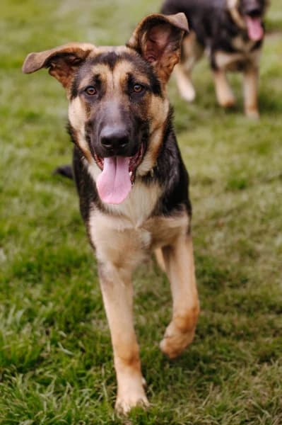 SB, male puppy German Shepherd for adoption at Animal Sans Toit, Faimes