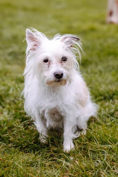 SB, female senior Yorkshire Terrier for adoption at Animal Sans Toit, Faimes