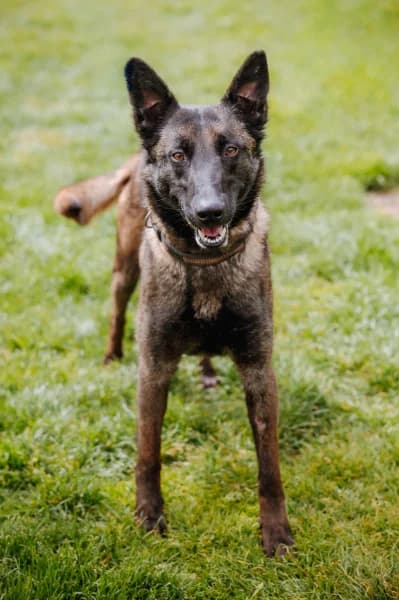 SB, female young Belgian Malinois for adoption at Animal Sans Toit, Faimes