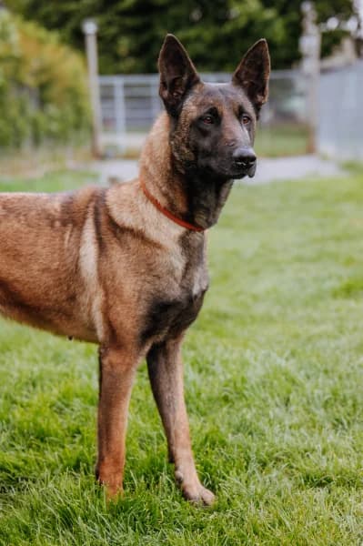 SB, female young Belgian Malinois for adoption at Animal Sans Toit, Faimes