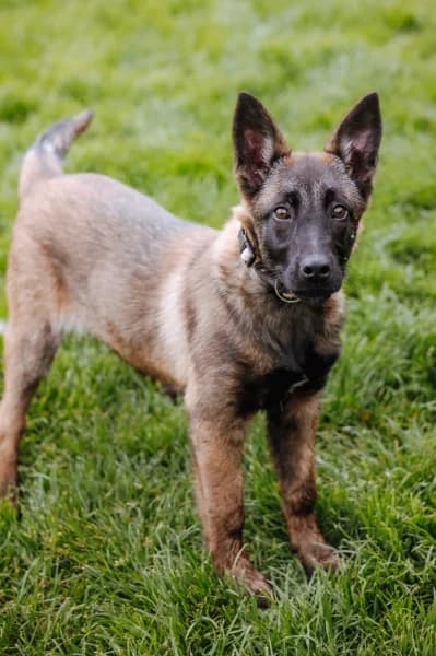 SB, female puppy Belgian Malinois for adoption at Animal Sans Toit, Faimes