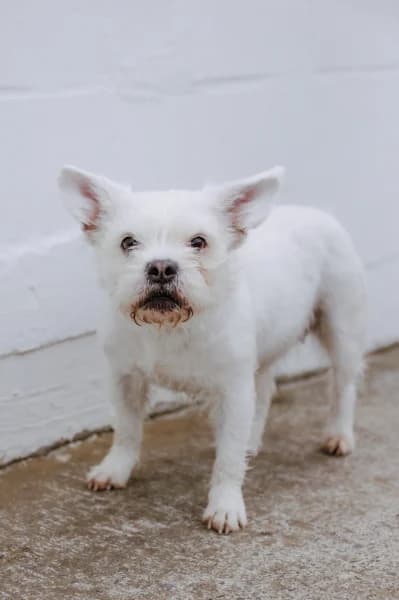 SB, female senior Mixed Breed for adoption at Animal Sans Toit, Faimes