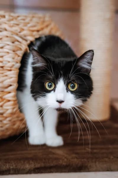 SB, female young European Shorthair for adoption at Animal Sans Toit, Faimes