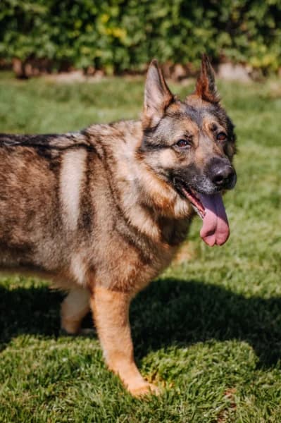SB, female 3yo German Shepherd for adoption at Animal Sans Toit, Faimes