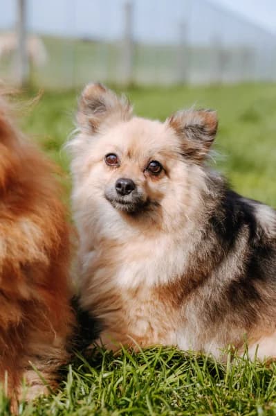 SB, female young Mixed Breed for adoption at Animal Sans Toit, Faimes
