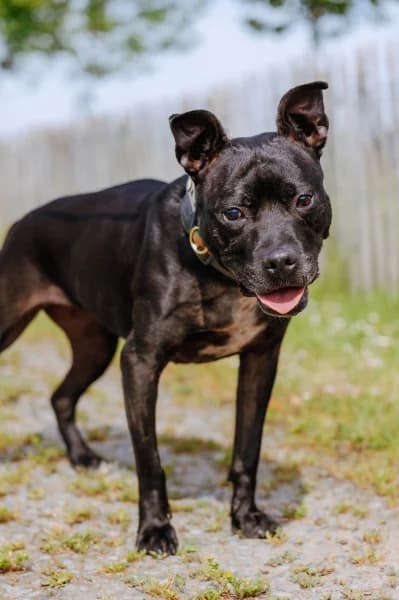 SB, female senior American Staffordshire Terrier for adoption at Animal Sans Toit, Faimes