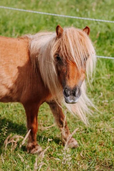 SB, female Mixed Breed for adoption at Animal Sans Toit, Faimes