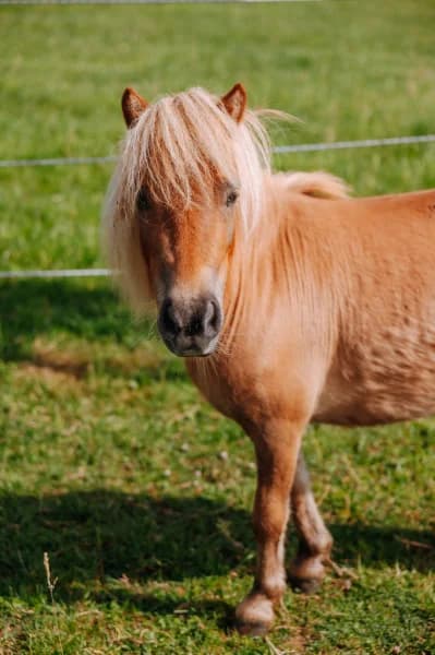SB, female Mixed Breed for adoption at Animal Sans Toit, Faimes
