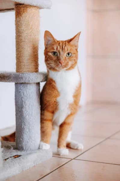 SB, European Shorthair (Animal Sans Toit)