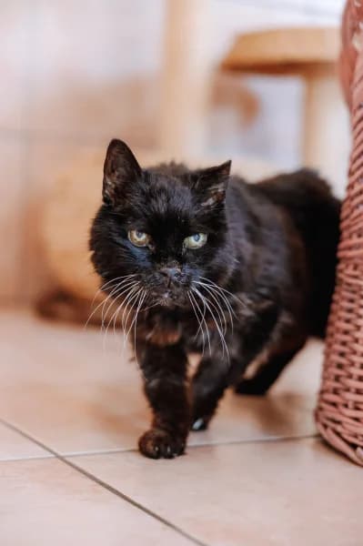 SB, male senior European Shorthair for adoption at Animal Sans Toit, Faimes