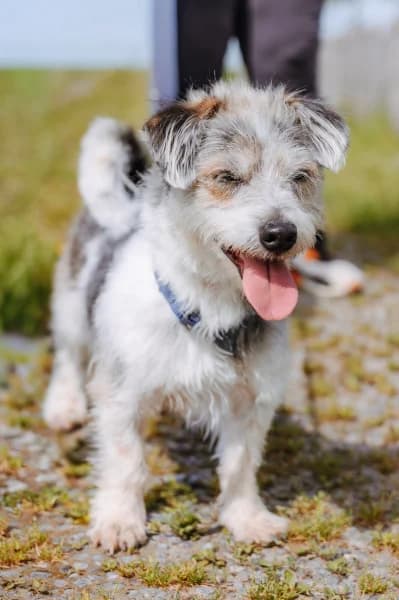 SB, male 3yo Mixed Breed for adoption at Animal Sans Toit, Faimes
