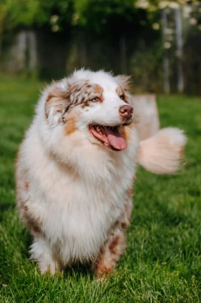 SB, female 7yo Australian Shepherd for adoption at Animal Sans Toit, Faimes