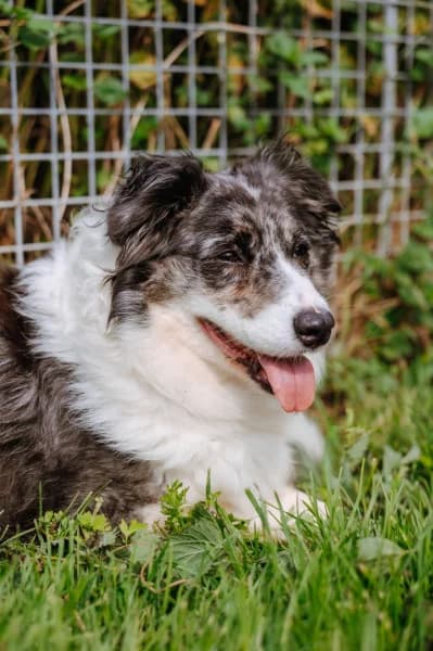 SB, female 6yo Australian Shepherd for adoption at Animal Sans Toit, Faimes