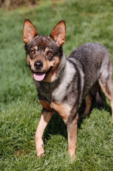 SB, female 4yo Mixed Breed for adoption at Animal Sans Toit, Faimes