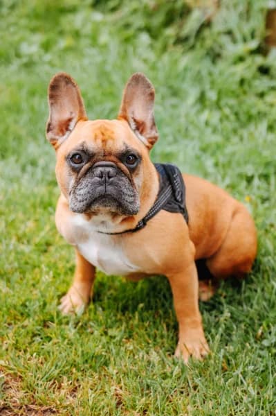 SB, male 4yo Mixed Breed for adoption at Animal Sans Toit, Faimes