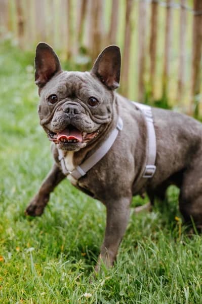 SB, female 5yo Mixed Breed for adoption at Animal Sans Toit, Faimes