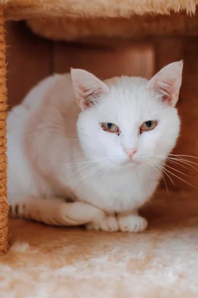 SB, male 6yo European Shorthair for adoption at Animal Sans Toit, Faimes