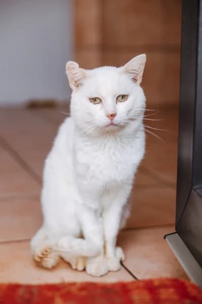 SB, male 6yo European Shorthair for adoption at Animal Sans Toit, Faimes