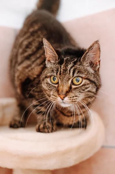 SB, female senior European Shorthair for adoption at Animal Sans Toit, Faimes