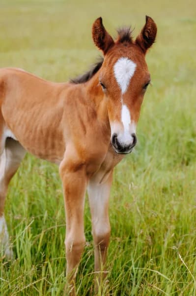 SB, Mixed Breed (Animal Sans Toit)
