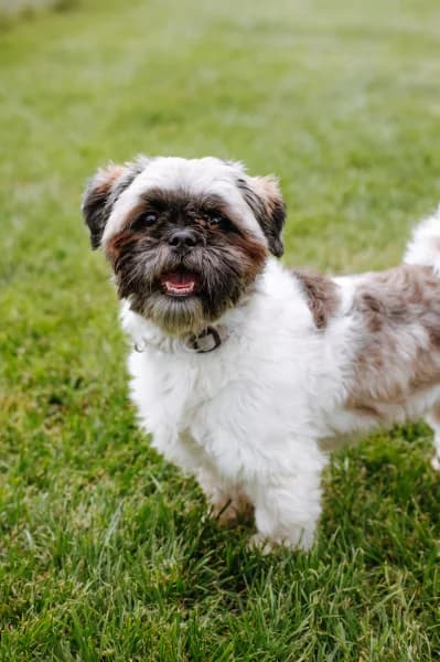 SB, male young Mixed Breed for adoption at Animal Sans Toit, Faimes