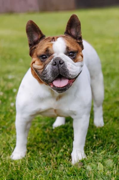 SB, female 5yo French Bulldog for adoption at Animal Sans Toit, Faimes