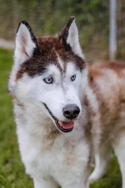 SB, male senior Mixed Breed for adoption at Animal Sans Toit, Faimes
