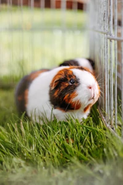 SB, female young Mixed Breed for adoption at Animal Sans Toit, Faimes