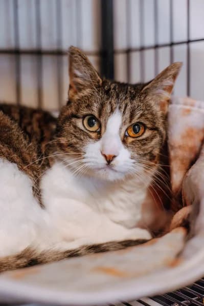 SB, female 5yo European Shorthair for adoption at Animal Sans Toit, Faimes