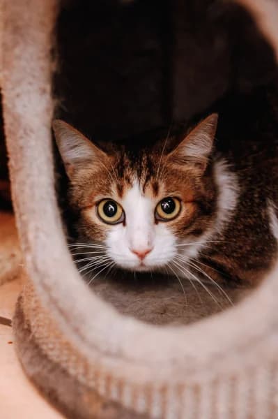 SB, male 3yo European Shorthair for adoption at Animal Sans Toit, Faimes