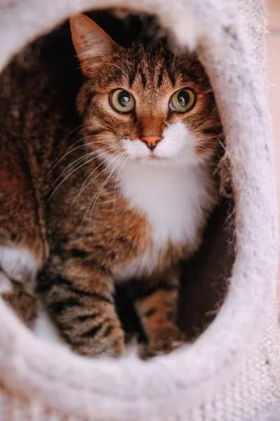 SB, male 3yo European Shorthair for adoption at Animal Sans Toit, Faimes