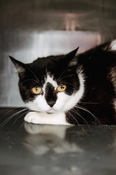 SB, female 3yo European Shorthair for adoption at Animal Sans Toit, Faimes