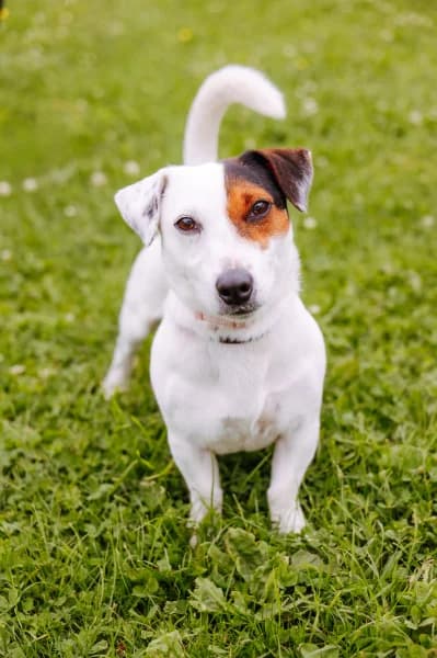 SB, male 5yo mixed breed for adoption at Animal Sans Toit, Faimes