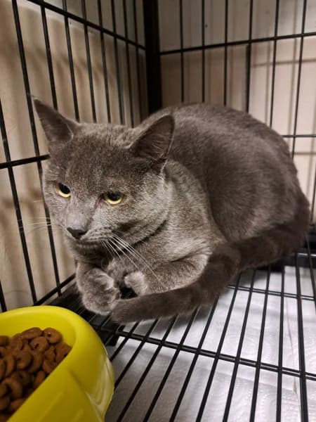 SB, male young European Shorthair for adoption at Animal Sans Toit, Faimes