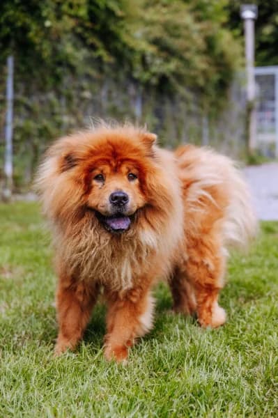 SB, female senior Mixed Breed for adoption at Animal Sans Toit, Faimes