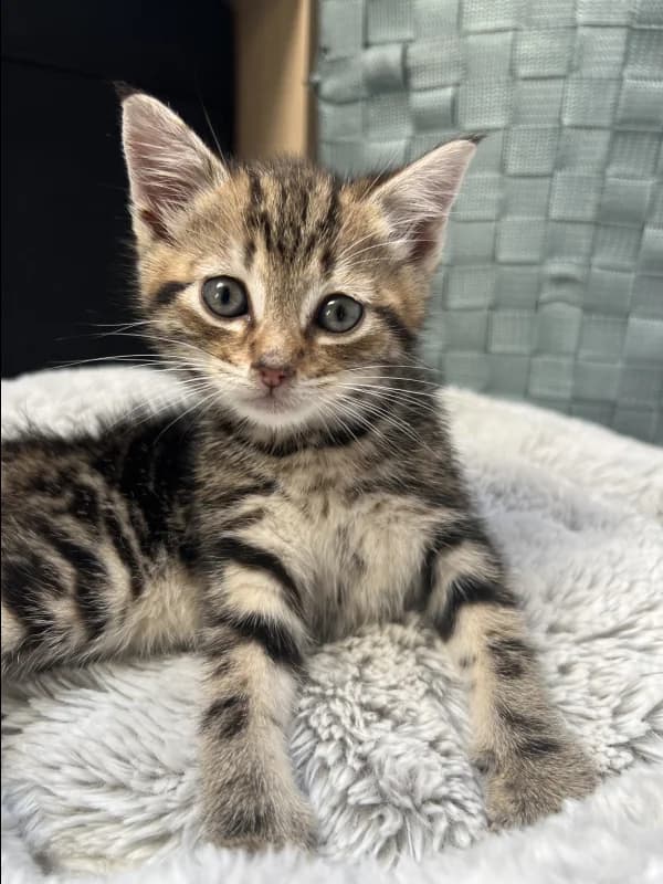 SB, female puppy European Shorthair for adoption at Animal Sans Toit, Faimes