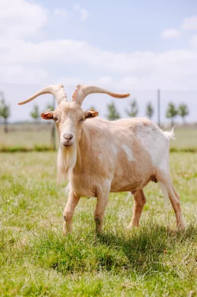SB, male 6yo Mixed Breed for adoption at Animal Sans Toit, Faimes