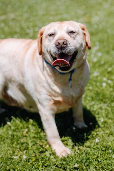 SB, female 6yo Labrador Retriever for adoption at Animal Sans Toit, Faimes