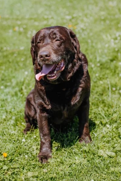 SB, male senior Labrador Retriever for adoption at Animal Sans Toit, Faimes