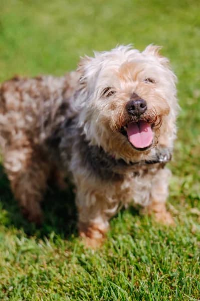 SB, female senior Yorkshire Terrier for adoption at Animal Sans Toit, Faimes