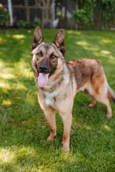 SB, male puppy Mixed Breed for adoption at Animal Sans Toit, Faimes