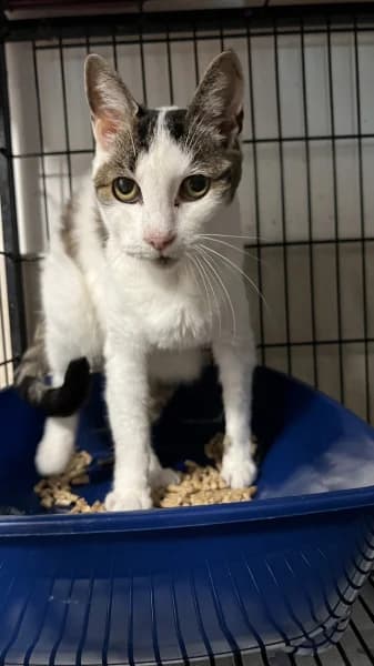 SB, female senior European Shorthair for adoption at Animal Sans Toit, Faimes