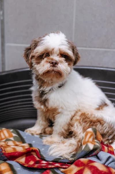 SB, male 3yo Mixed Breed for adoption at Animal Sans Toit, Faimes
