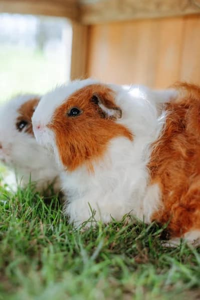 SB, male young Mixed Breed for adoption at Animal Sans Toit, Faimes