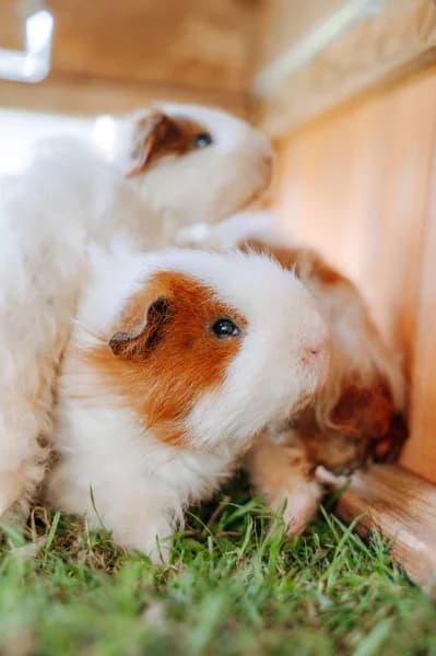 SB, male puppy Mixed Breed for adoption at Animal Sans Toit, Faimes