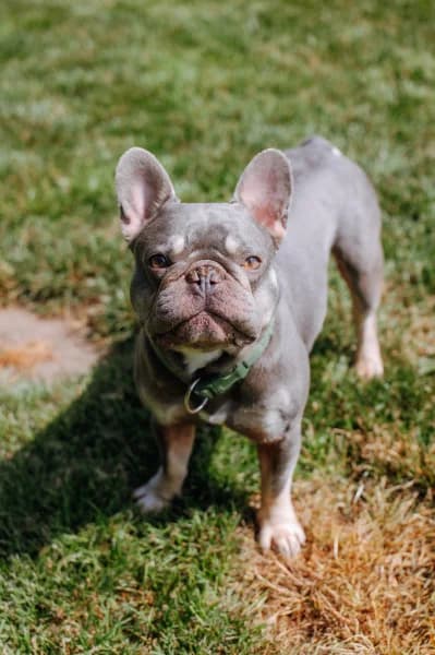 SB, male 4yo Mixed Breed for adoption at Animal Sans Toit, Faimes