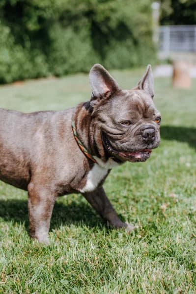 SB, male 5yo Mixed Breed for adoption at Animal Sans Toit, Faimes